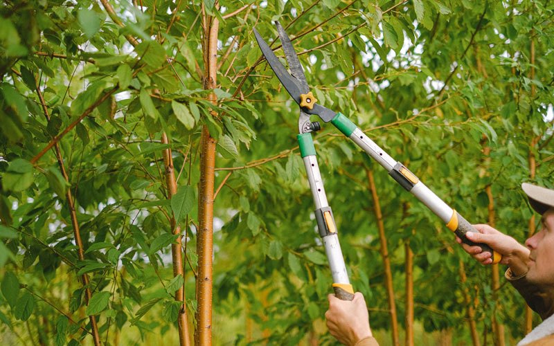 Tree trimming in Fajardo, PR